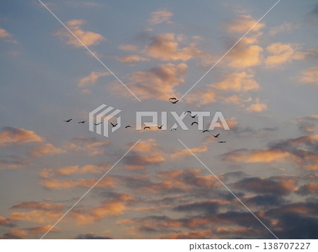A flock of cormorants flying in the sunset sky A flock of cormorants flying in the sunset sky 138707227