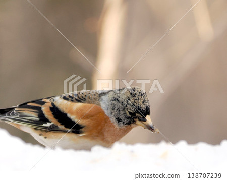 A brambling (male) on the other side of the snow 138707239