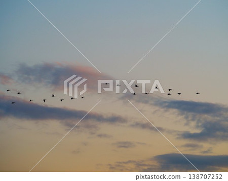 A flock of cormorants flying in the sunset sky A flock of cormorants flying in the sunset sky 138707252
