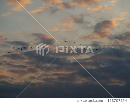 A flock of cormorants flying in the sunset sky A flock of cormorants flying in the sunset sky 138707254