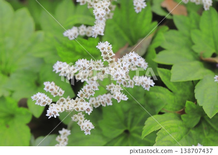 丹頂鶴花 丹頂鶴花 138707437
