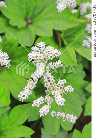 Red-crowned crane flower Red-crowned crane flower 138707439
