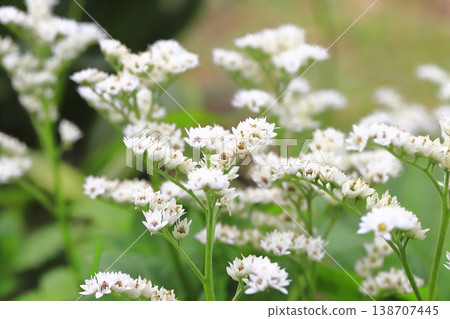 丹頂鶴花 丹頂鶴花 138707445