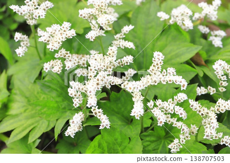 丹頂鶴花 丹頂鶴花 138707503