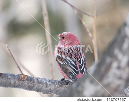 一隻雄性長尾朱雀棲息在樹枝上。 138707567