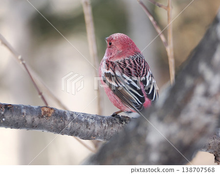 A male long-tailed rosefinch perched on a branch. 138707568