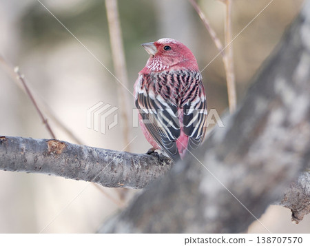 A male long-tailed rosefinch perched on a branch. A male long-tailed rosefinch perched on a branch. 138707570