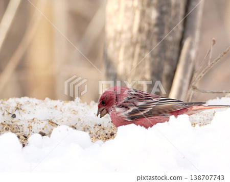 A male long-tailed rosefinch on the other side of the snow. A male long-tailed rosefinch on the other side of the snow. 138707743