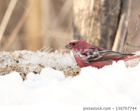 A male long-tailed rosefinch on the other side of the snow. 138707744