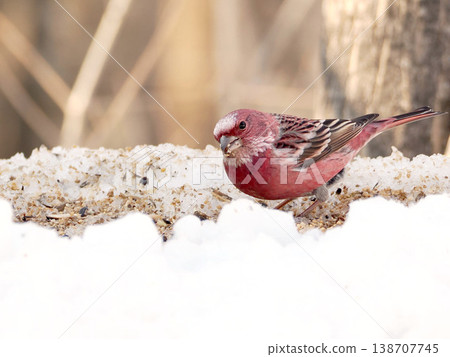 A male long-tailed rosefinch on the other side of the snow. 138707745