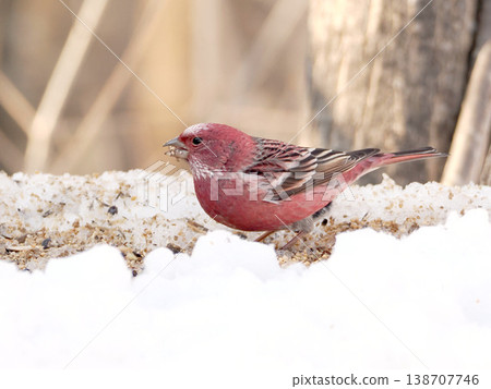 雪的另一邊有一隻雄性長尾朱雀。 138707746