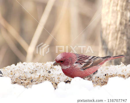 雪的另一邊有一隻雄性長尾朱雀。 138707747