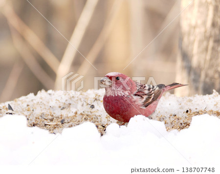 雪的另一邊有一隻雄性長尾朱雀。 138707748