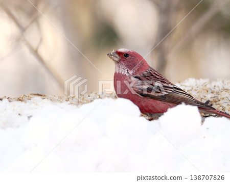 A male long-tailed rosefinch on the other side of the snow. 138707826