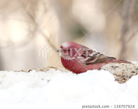 A male long-tailed rosefinch on the other side of the snow. 138707828