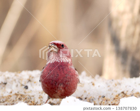 A male long-tailed rosefinch on the other side of the snow. 138707830