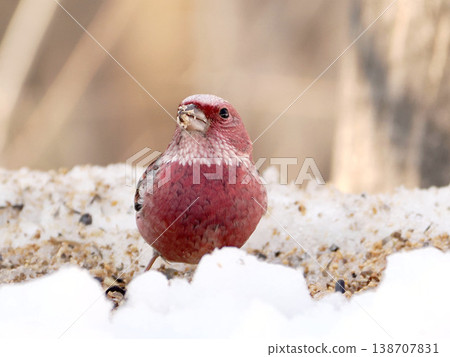 雪的另一邊有一隻雄性長尾朱雀。 138707831