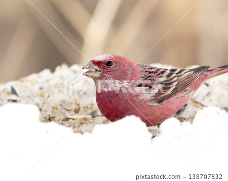 雪的另一邊有一隻雄性長尾朱雀。 138707832