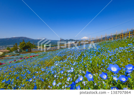 A breathtaking view of Mt. Fuji and blooming nemophila flowers at Matsuda Town's Kochia Village. 138707864