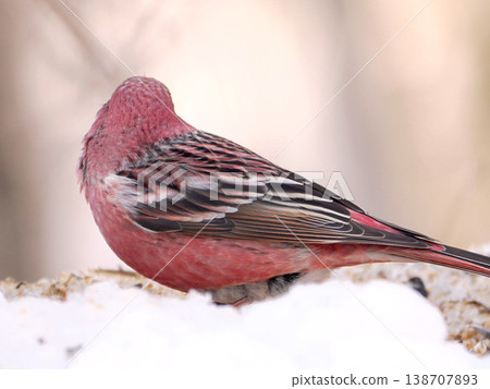 雪的另一邊有一隻雄性長尾朱雀。 138707893