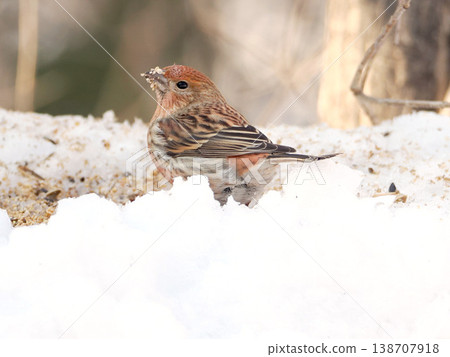 雪的另一邊有一隻雌性長尾朱雀。 138707918