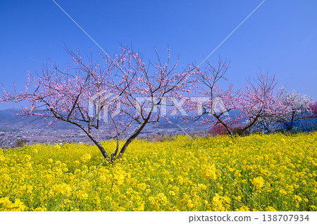 山梨桃花天堂：一個遍佈美麗桃花的世外桃源 138707934