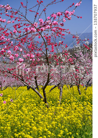 Yamanashi Peach Blossom Paradise: A paradise filled with beautiful peach blossoms Yamanashi Peach Blossom Paradise: A paradise filled with beautiful peach blossoms 138707937