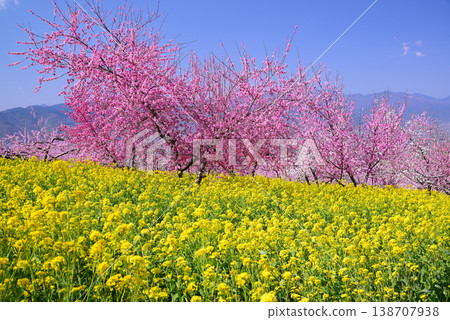 山梨桃花天堂：一個遍佈美麗桃花的世外桃源 138707938