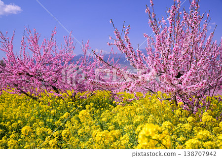 山梨桃花天堂：一個遍佈美麗桃花的世外桃源 138707942