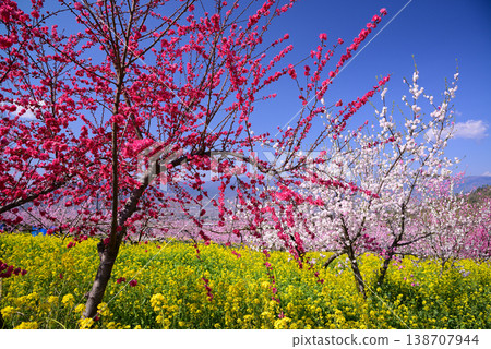 山梨桃花天堂：一個遍佈美麗桃花的世外桃源 138707944