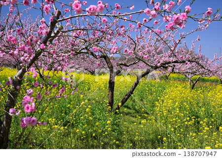 山梨桃花天堂：一個遍佈美麗桃花的世外桃源 138707947