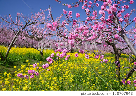 山梨桃花天堂：一個遍佈美麗桃花的世外桃源 138707948