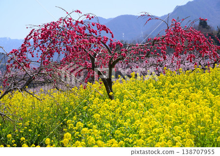 山梨桃花天堂：一個遍佈美麗桃花的世外桃源 138707955