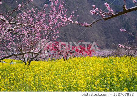 山梨桃花天堂：一個遍佈美麗桃花的世外桃源 138707958