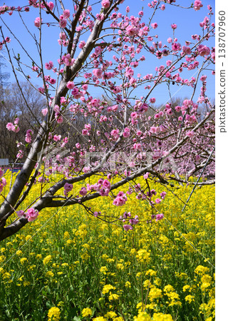 山梨桃花天堂：一個遍佈美麗桃花的世外桃源 138707960