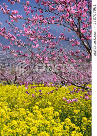 山梨桃花天堂：一個遍佈美麗桃花的世外桃源 138707961