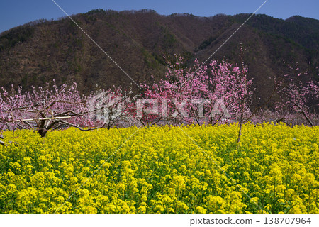 山梨桃花天堂：一個遍佈美麗桃花的世外桃源 138707964