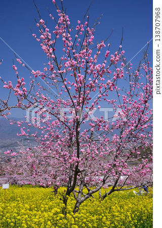 山梨桃花天堂：一個遍佈美麗桃花的世外桃源 138707968