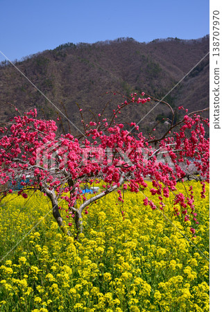 山梨桃花天堂：一個遍佈美麗桃花的世外桃源 138707970