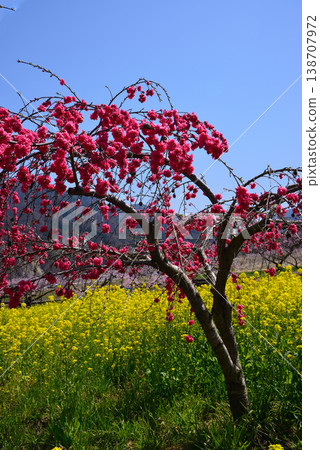 山梨桃花天堂：一個遍佈美麗桃花的世外桃源 138707972