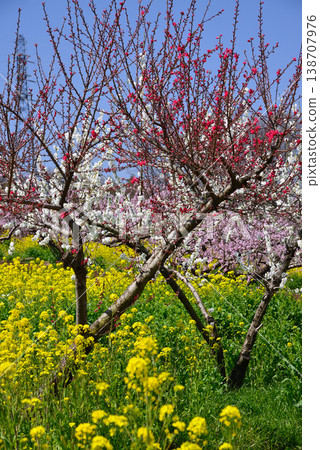 山梨桃花天堂：一個遍佈美麗桃花的世外桃源 138707976