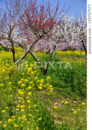 山梨桃花天堂：一個遍佈美麗桃花的世外桃源 138707977