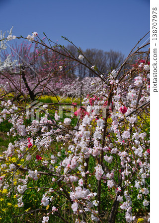 山梨桃花天堂：一個遍佈美麗桃花的世外桃源 138707978