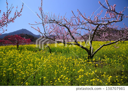 山梨桃花天堂：一個遍佈美麗桃花的世外桃源 138707981