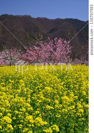 山梨桃花天堂：一個遍佈美麗桃花的世外桃源 138707983