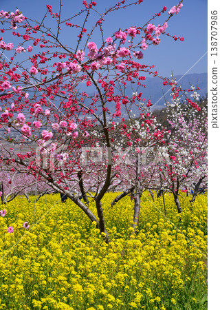 山梨桃花天堂：一個遍佈美麗桃花的世外桃源 138707986