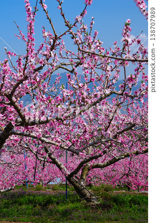 山梨桃花天堂：一個遍佈美麗桃花的世外桃源 138707989