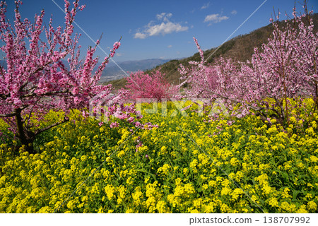 Yamanashi Peach Blossom Paradise: A paradise filled with beautiful peach blossoms Yamanashi Peach Blossom Paradise: A paradise filled with beautiful peach blossoms 138707992