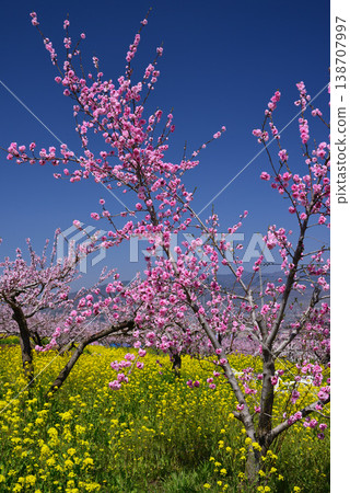 山梨桃花天堂：一個遍佈美麗桃花的世外桃源 138707997