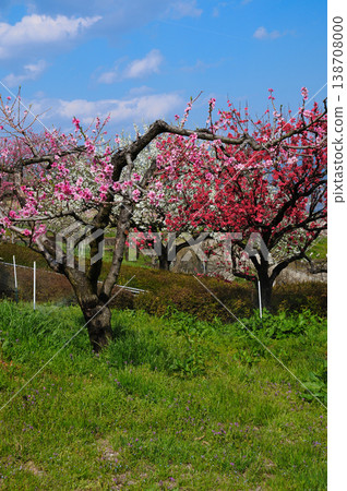 Yamanashi Peach Blossom Paradise: A paradise filled with beautiful peach blossoms Yamanashi Peach Blossom Paradise: A paradise filled with beautiful peach blossoms 138708000